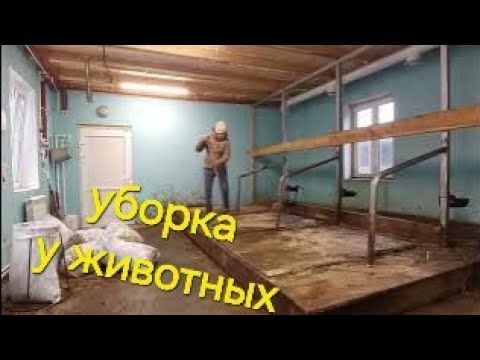 Видео: уборка у животных, переработка молочки.