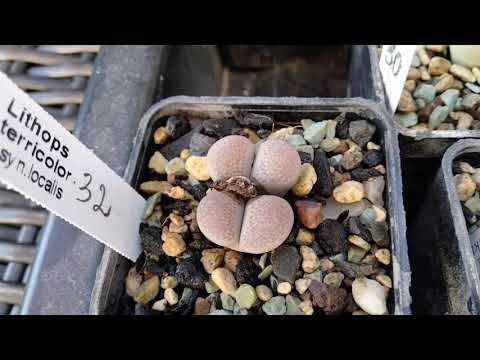 Видео: Коллекция суккулентов.Как выглядят литопсы после первого  полива.Lithops