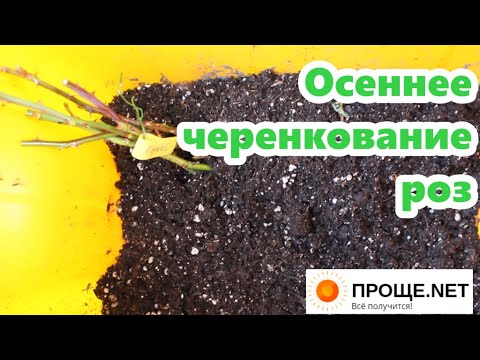 Видео: Осеннее черенкование роз🌹 Выбор правильных веток для срезки на черенки.