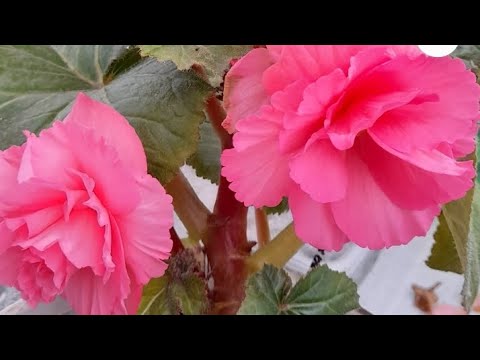 Видео: ‼️Бегония укоренилась и в воде, и в перлите, и в вермикулите💯%🌺А у вас❓#бегония #бегонии