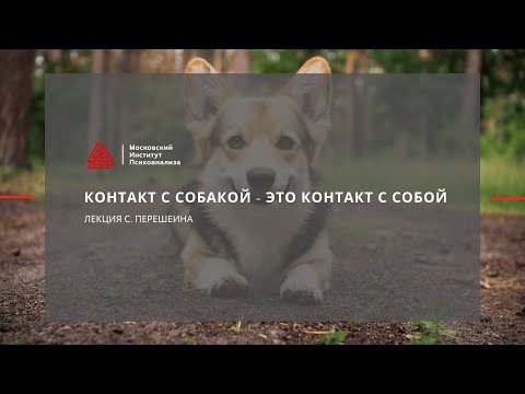 Видео: Лекция С. Перешеина "Контакт с собакой - это контакт с собой"