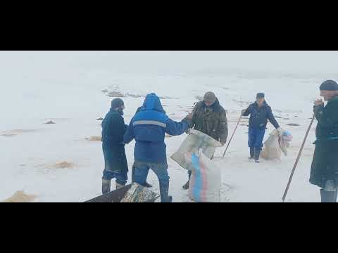 Видео: фаьолийти чупонхо дар фасли замистон