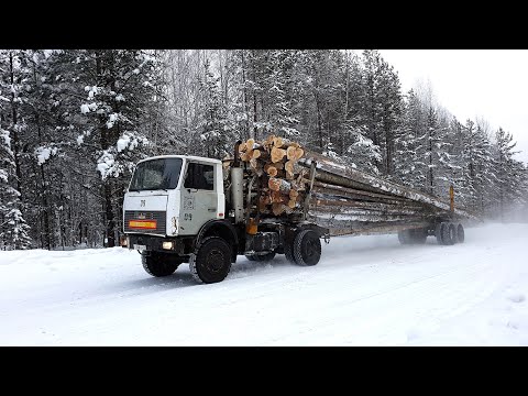Видео: Вывозка леса в хлыстах. МАЗы-5434. Томская область, Верхнекетский район.