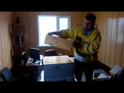 Видео: Как взять первый мед с очень и очень ройливой пчелой, один из вариантов