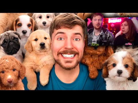 Видео: Я Спас 100 Брошенных Собак! | РЕАКЦИЯ на MrBeast
