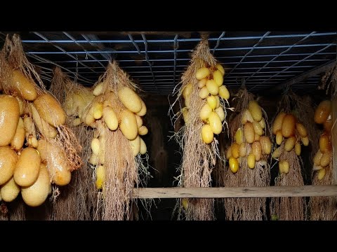 Видео: Я не могу в это поверить; Как выращивать картофель без почвы? - Сельскохозяйственные методы