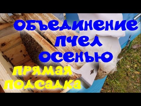 Видео: ОБЪЕДИНЕНИЕ  ПЧЕЛИНЫХ СЕМЕЙ ОСЕНЬЮ. ПРЯМАЯ ПОДСАДКА ЭТО ПРОСТО. ПОДСИЛИВАНИЕ СЛАБЫХ СЕМЕЙ.