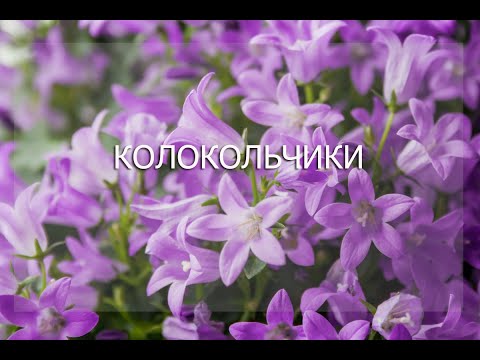 Видео: Вебинар Колокольчики