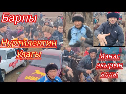 Видео: БАРПЫ Нуртилектин улагы