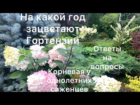 Видео: НА КАКОЙ ГОД ЗАЦВЕТАЮТ ГОРТЕНЗИИ.Ответы на вопросы. Показываю корневую у однолетних саженцев.