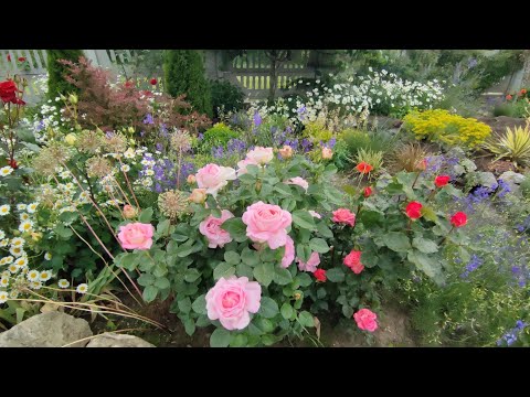 Видео: Оглядова прогулянка садом. Троянди.Супутники троянд.#ogrody #garden #rose #міксбордер#gardening