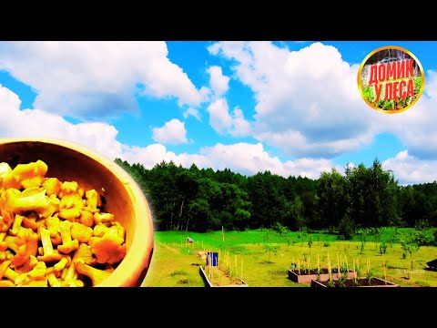Видео: ГРИБНОЙ СЕЗОН ОТКРЫТ | Жизнь в белорусской деревне