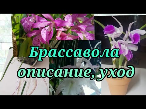 Видео: Брассавола -ночная красавица. Brassavola.