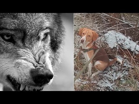 Видео: Волки снова не дают прохода. Охотимся на зайца с эстонской гончей