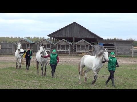 Видео: «Серая лошадь»: терцы и орловские рысаки. Экскурсия по конюшням в день рождения хозяйства. Часть2