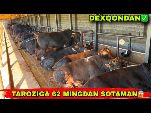 Видео: DEXQON AKADAN TAROZIGA SOTILADI SHVET BUQALAR 🌟🌟🌟✅21 сентября 2025 г.