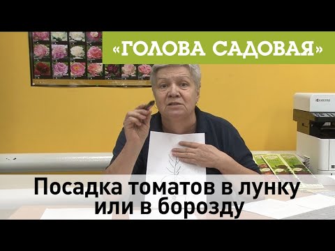 Видео: Голова садовая - Посадка томатов в лунку или в борозду