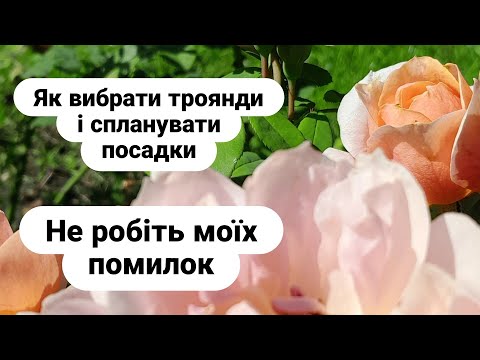 Видео: як вибрати троянди і розрахувати посадки