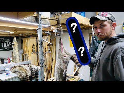 Видео: Этот ПРОСТОЙ ИНСТРУМЕНТ сэкономит часы снятия шкуры {Демонстрация профессиональной обработки меха}