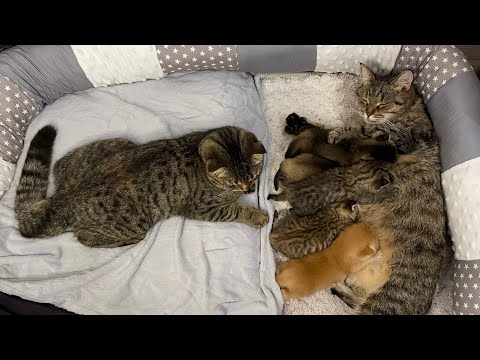 Видео: Какими были Марысята ровно год назад?) котятам сегодня годик 😁