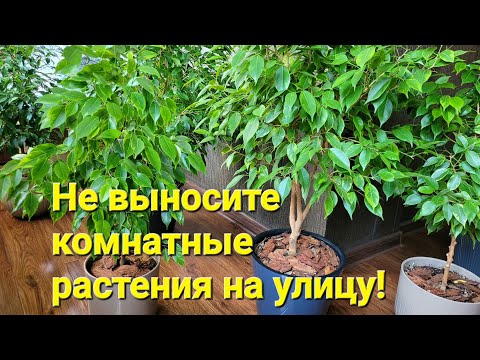 Видео: 24.05.25. Ответы на вопросы. Не выносите комнатные растения на улицу!#фикусы