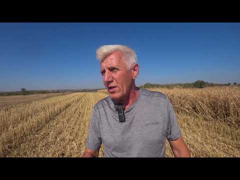 Видео: Уборка суданской травы на семена сорт Анастасия по No-till