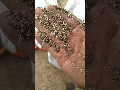 Видео: очистка  сорного  льна