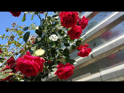 Видео: Как выбрать розу? Что нужно знать.