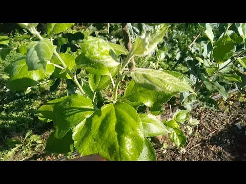 Видео: Поради садівникам