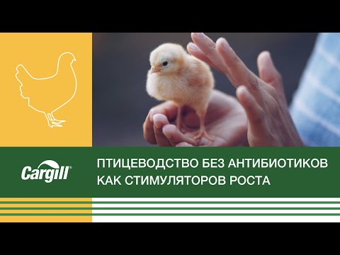 Видео: Птицеводство без антибиотиков как стимуляторов роста