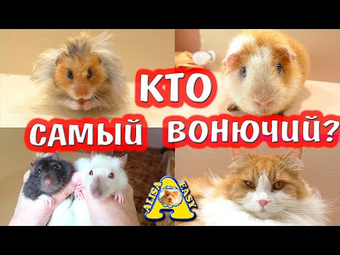 Видео: КТО САМЫЙ ВОНЮЧИЙ? / КРЫСА / ХОМЯК / МОРСКАЯ СВИНКА / МЫШЬ / КОШКА / ХОМКИ ВОНЯЮТ? / Alisa Easy Pets