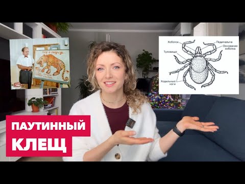 Видео: Паутинный клещ на комнатных растениях » Как выглядит, как определить и как избавиться