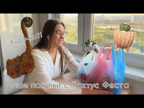 Видео: Кактус Фест 09.24 | мои покупки 🌵