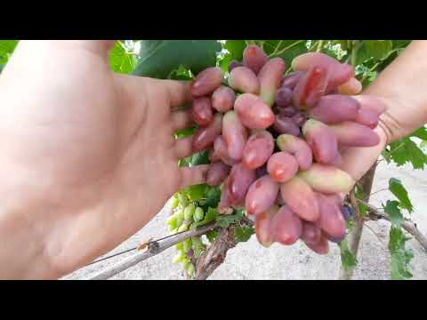 Видео: Виноград в начале сентября 2022г