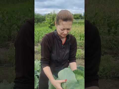 Видео: Скручене листя на помідорах. Обробка томатів.