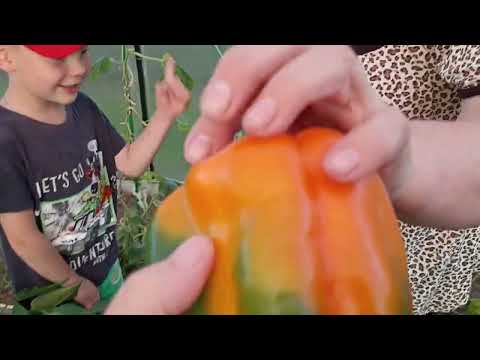 Видео: Я в гостях Интересно какой урожай из моей рассады