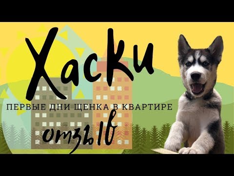 Видео: Хаски ( щенок). Первые дни в квартире.