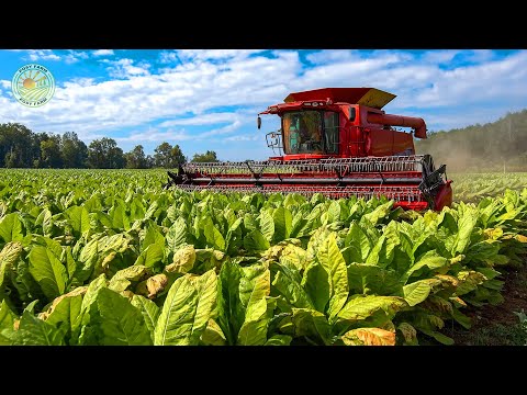 Видео: Как фермеры собирают табак с помощью машин: переработка табака на фабрике