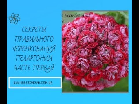Видео: Пеларгония. Секреты правильного черенкования. Часть 1