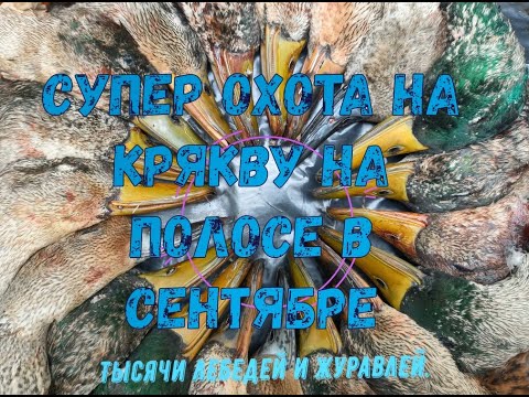 Видео: Супер охота на крякву в сентябре на полосе!Тысячи лебедей и журавлей.