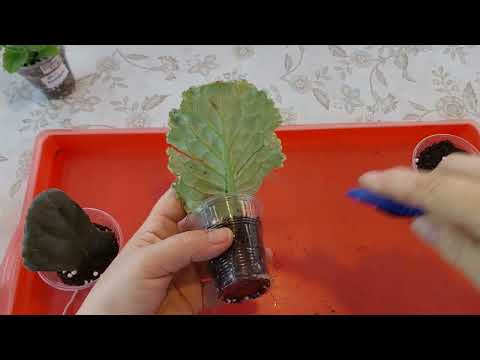 Видео: Фиалочные будни.Работа с черенками.