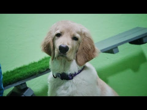 Видео: Догтренинг 487. Пронырливый ховаварт. Индивидуальный урок-консультация.