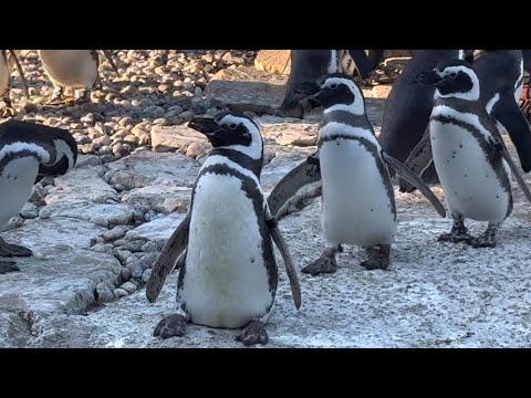 Видео: МИША-ГЕНИЙ! Не Верите? Попробуйте Сыграть в ИГРУ «АССОЦИАЦИИ» на 2 минуте! Кормление ПИНГВИНОВ в США