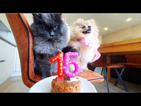 Видео: Кот празднует День Рождения 15 лет! Шпиц приглашен!