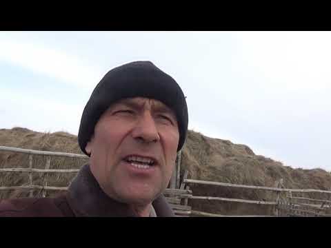 Видео: Бычки лишились колокольчиков. Пять часов спустя.