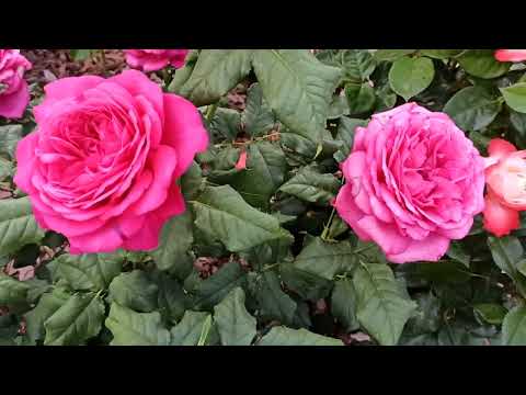 Видео: Розовый сад! Цветение роз 2022 год!