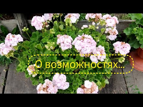 Видео: От чего цветут пеларгонии как сумасшедшие!