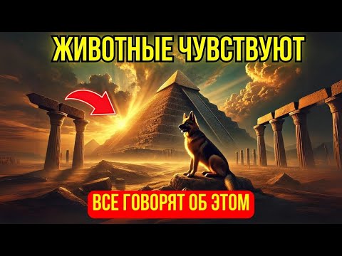 Видео: ✨СРОЧНО! ЖИВОТНЫЕ ЧУВСТВУЮТ ПРИБЛИЖЕНИЕ МОЩНОЙ ЭНЕРГИИ! ПОДГОТОВЬТЕСЬ!✨