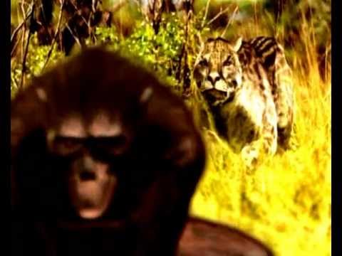 Видео: Пурген (Purgen) - Австралопитеки идут. Official video PURGEN ©