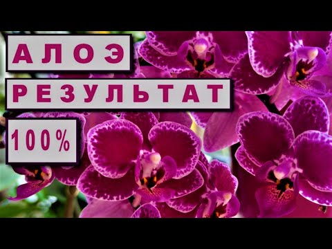 Видео: АЛОЭ для ОРХИДЕЙ! НЕОЖИДАННЫЕ РЕЗУЛЬТАТЫ ДЕЙСТВИЯ СОКА АЛОЭ! ОШЕЛОМЛЯЮЩИЙ ЭФФЕКТ ДЕЙСТВИЯ СОКА АЛОЭ!